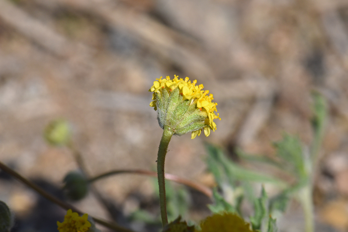 Yellowdome bracts surrounding heads are lanceolate, outer surfaces woolly as shown in the photo. Trichoptilium incisum